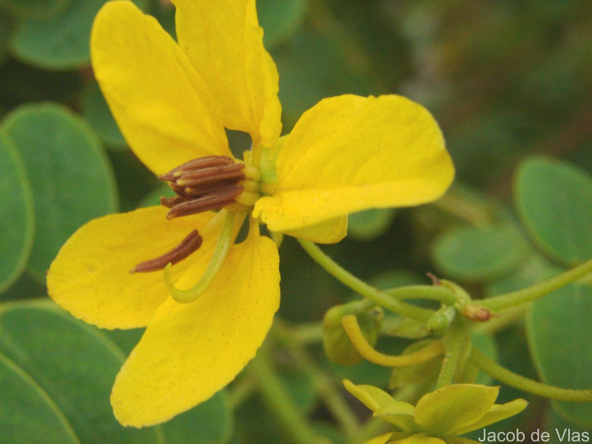 Senna surattensis (Burm.f.) H.S.Irwin & Barneby